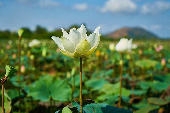 3-Day Angkor Small and Grand Circuit, Kulen Waterfall and Roluos Group Temples Tour (11/12)