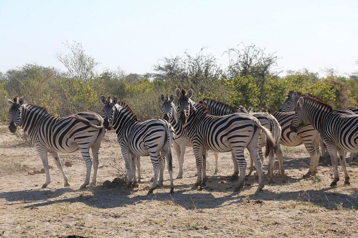 Victoria Falls 3-Day Safari With Zambezi Dinner Cruise and Nakavango Bush BBQ (6/12)
