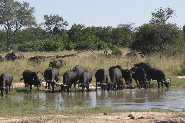 Victoria Falls 3-Day Safari With Zambezi Dinner Cruise and Nakavango Bush BBQ (5/12)