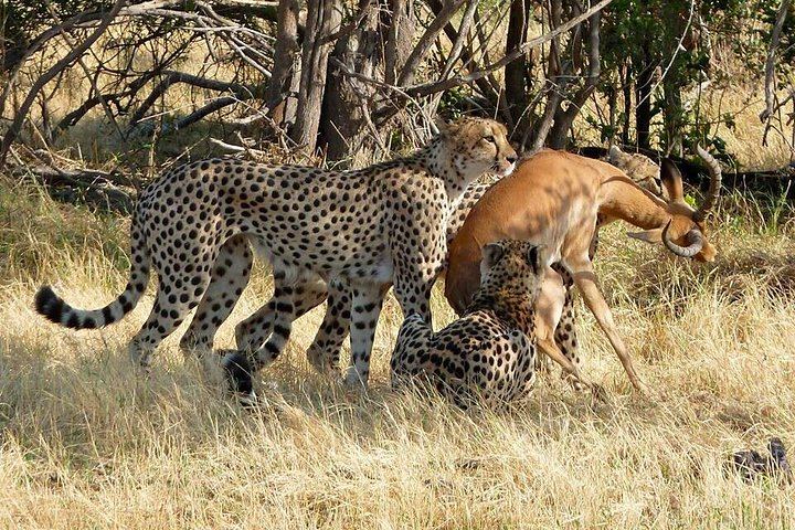Victoria Falls 3-Day Safari at Shearwater Explorers Village With Lookout Cafe Lunch (9/12)