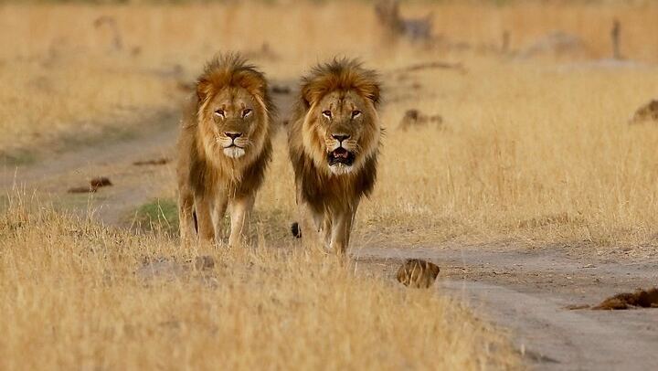 Victoria Falls, Chobe and Hwange 4-Day Safari With Sunrise Falls Tour (1/12)
