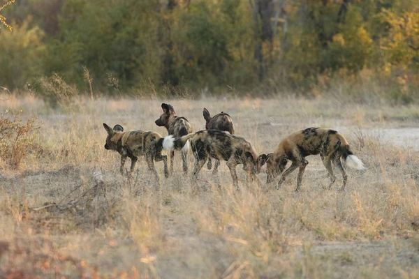 Victoria Falls, Chobe and Hwange 4-Day Safari With Sunrise Falls Tour