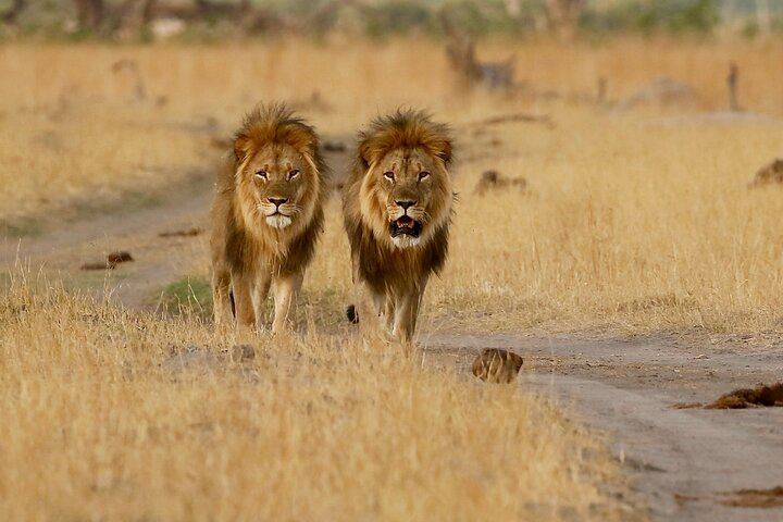 Victoria Falls, Chobe and Hwange 4-Day Safari With Sunrise Falls Tour (1/12)