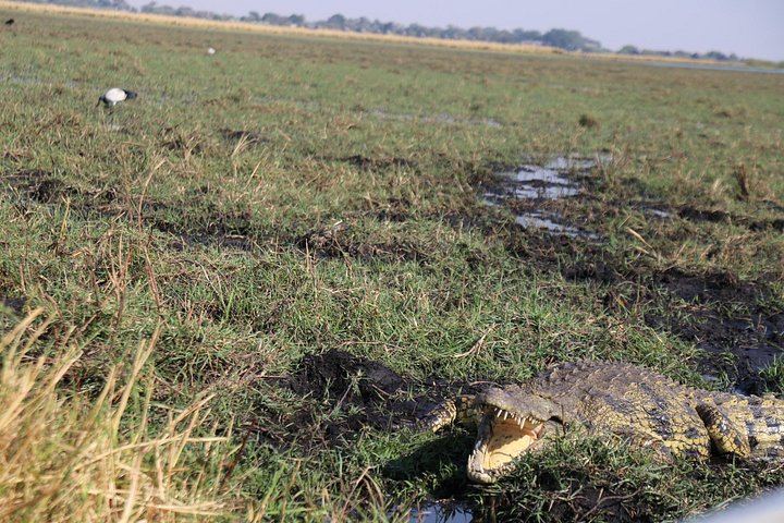 Victoria Falls, Chobe and Hwange 4-Day Safari With Sunrise Falls Tour (10/12)