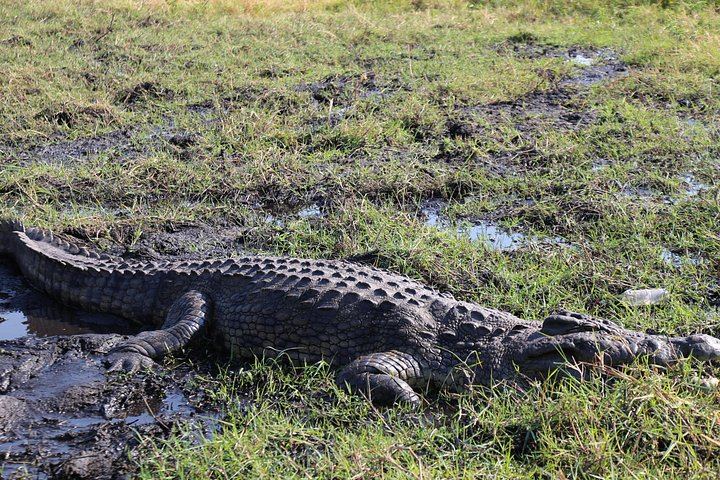 Victoria Falls, Chobe and Hwange 4-Day Safari With Sunrise Falls Tour (11/12)