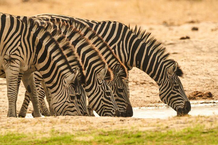 Victoria Falls, Chobe and Hwange 4-Day Safari With Sunrise Falls Tour (9/12)