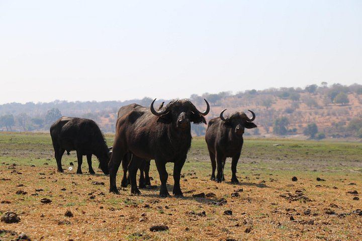 Victoria Falls, Chobe and Hwange 4-Day Safari With Sunrise Falls Tour (6/12)