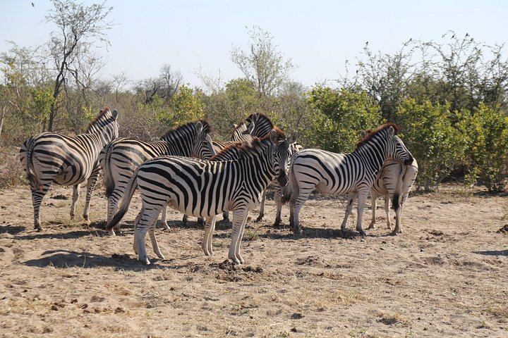 Victoria Falls, Chobe and Hwange 4-Day Safari With Sunrise Falls Tour (7/12)