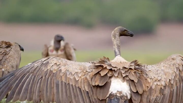 Victoria Falls and Chobe 4-Day Budget Safari With Boma Dinner and Drum Show (2/11)