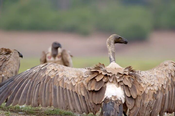 Victoria Falls and Chobe 4-Day Budget Safari With Boma Dinner and Drum Show (2/11)