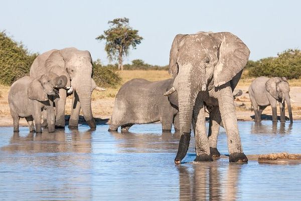 Victoria Falls and Chobe 4-Day Budget Safari With Boma Dinner and Drum Show