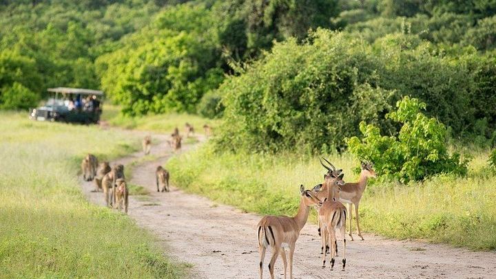 Victoria Falls and Hwange 4-Day Tour With Boma Dinner and Sunset Cruise (4/5)