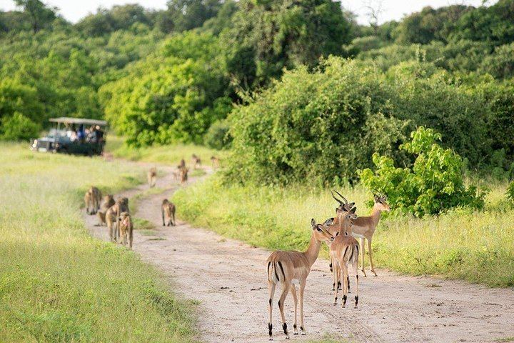 Victoria Falls and Hwange 4-Day Tour With Boma Dinner and Sunset Cruise (4/5)