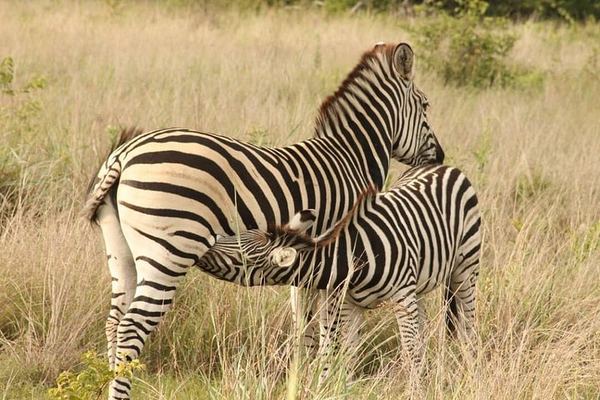 Victoria Falls 4-Day Safari With Helicopter Flight, Boma Dinner and Chobe Day