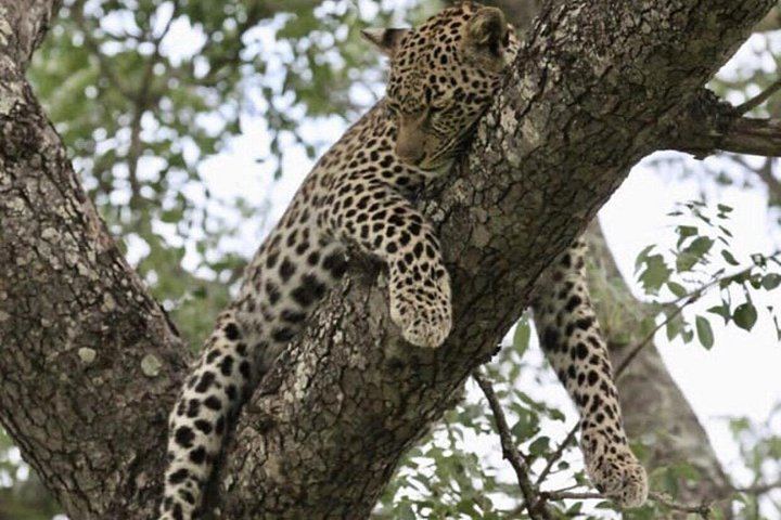 Victoria Falls 4-Day Safari With Helicopter Flight, Boma Dinner and Chobe Day (6/12)