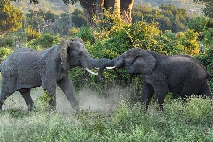 Victoria Falls 4-Day Safari With Helicopter Flight, Boma Dinner and Chobe Day (8/12)