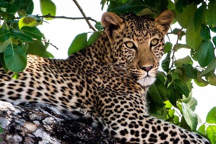 Victoria Falls 4-Day Safari With Helicopter Flight, Boma Dinner and Chobe Day (5/12)