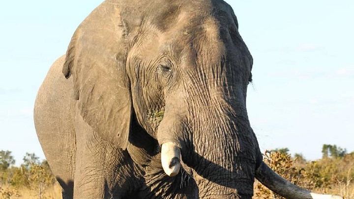 Victoria Falls 4-Day Safari With Helicopter Flight, Boma Dinner and Chobe Day (1/12)