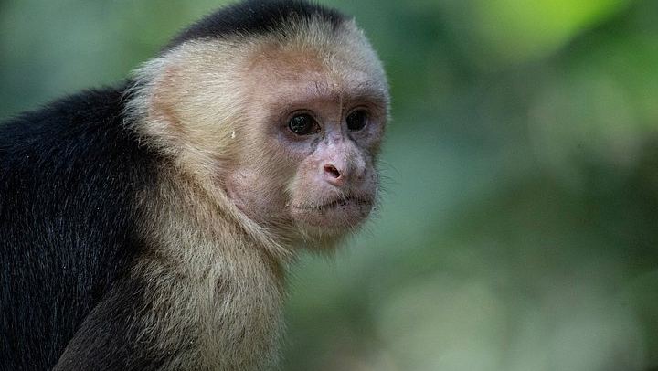 Half-Day 4x4 Jungle Safari from Jaco: Pura Vida Falls and Lunch at Paz del Campo (3/12)