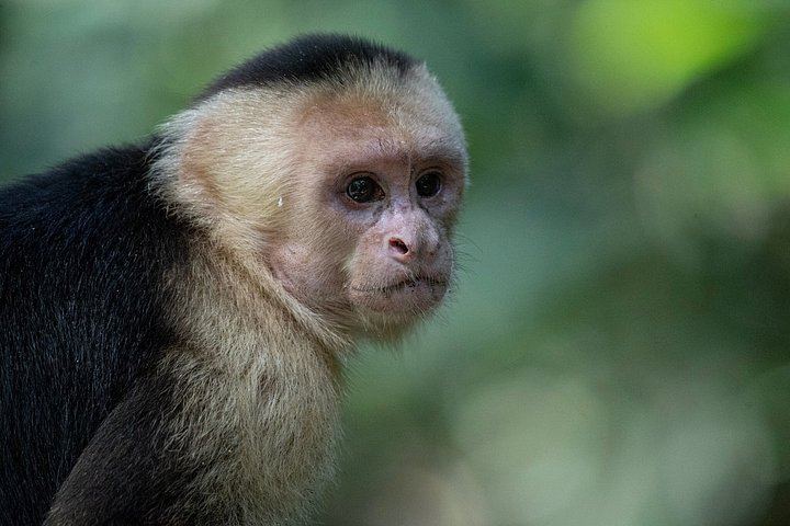 Half-Day 4x4 Jungle Safari from Jaco: Pura Vida Falls and Lunch at Paz del Campo (3/12)