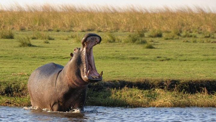 Victoria Falls and Chobe 5-Day Tour at Elephant Hills Hotel With Boma Dinner (1/12)