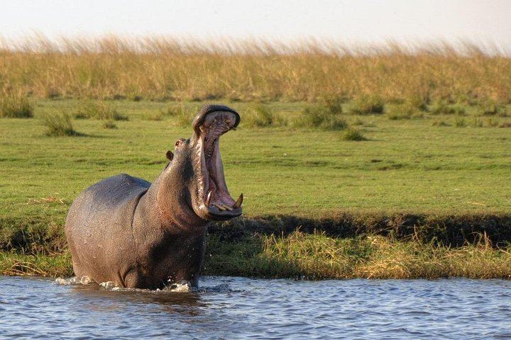 Victoria Falls and Chobe 5-Day Tour at Elephant Hills Hotel With Boma Dinner (1/12)