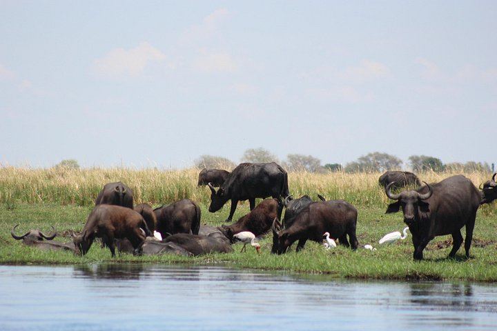 Victoria Falls and Chobe 5-Day Tour at Elephant Hills Hotel With Boma Dinner (5/12)
