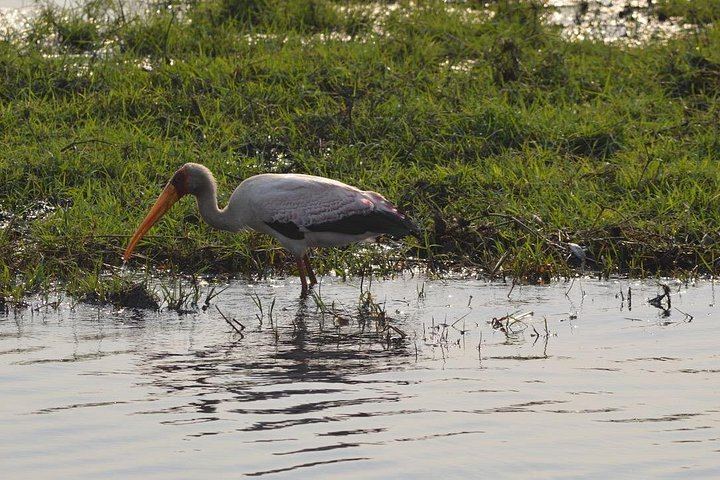 Victoria Falls, Chobe, Makgadikgadi and Okavango Delta 6-Day Overland Safari (8/12)