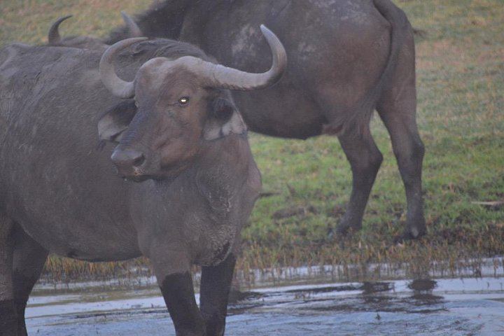 Victoria Falls, Chobe, Makgadikgadi and Okavango Delta 6-Day Overland Safari (9/12)