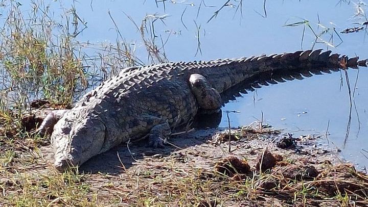 Victoria Falls, Chobe, Makgadikgadi and Okavango Delta 6-Day Overland Safari (4/12)