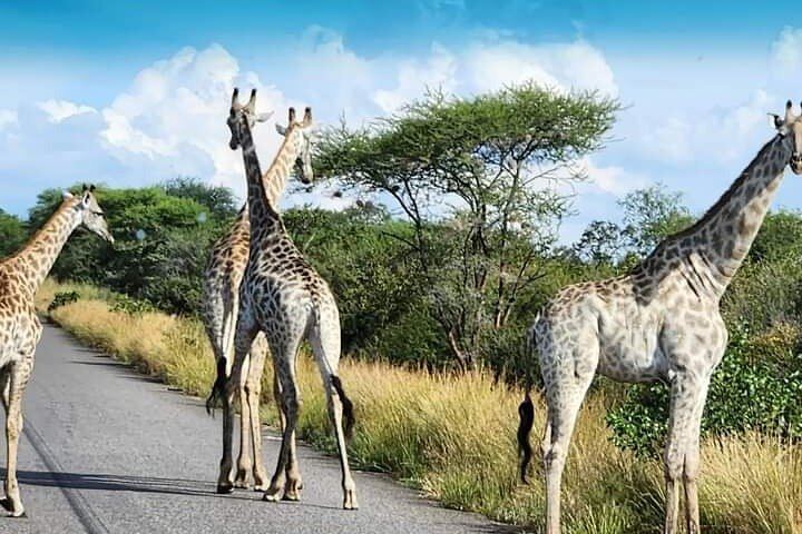 Victoria Falls and Chobe 3-Day Tour With Airport Transfers and Park Fees Included (5/12)
