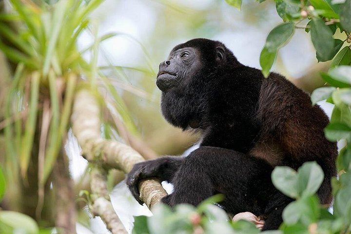 Rincon Volcano Park Trek, Oropendola Waterfall, Local Lunch and Volcanic Mud Soak (2/12)