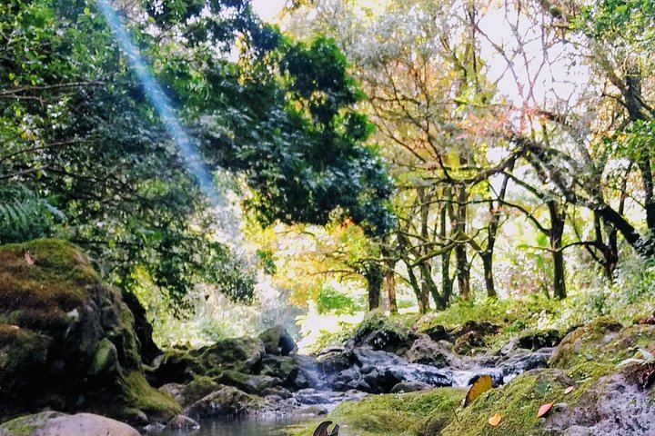 Halfway to Hana by Lincoln Navigator SUV: Waterfalls and Keanae, 6.5 Hours (9/12)