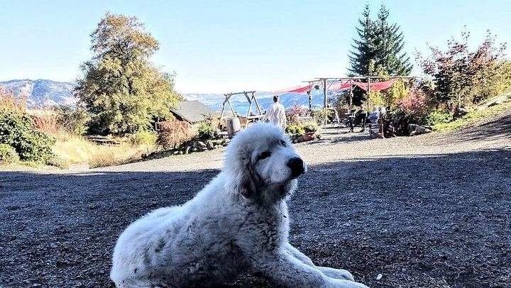 Eight-Hour Waterfalls and Wine Tour: Multnomah Falls, Hood River, Vineyards (2/12)