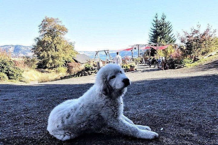 Eight-Hour Waterfalls and Wine Tour: Multnomah Falls, Hood River, Vineyards (2/12)
