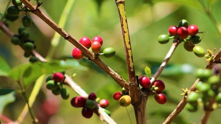 Materuni Waterfalls, Coffee Experience and Moshi Town Tour Ending at a Rooftop Bar (1/5)