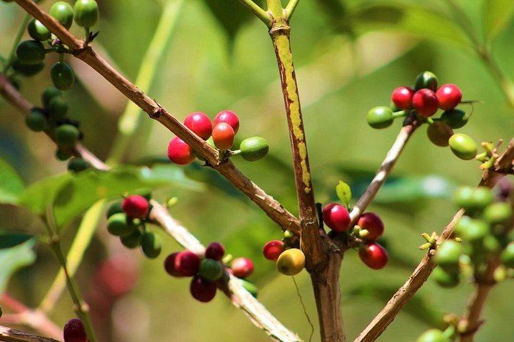 Materuni Waterfalls, Coffee Experience and Moshi Town Tour Ending at a Rooftop Bar (1/5)