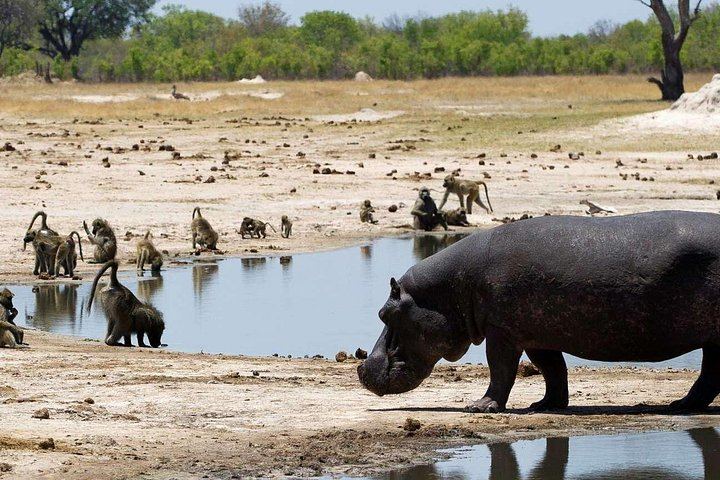 Victoria Falls and Hwange 5-Day Safari With Sunset Cruise and Full-Day Game Drive (3/6)
