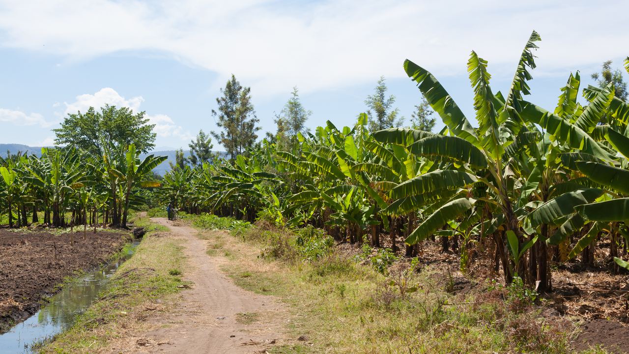 Dirt track beside rows of banana trees on a farm in northern Tanzania