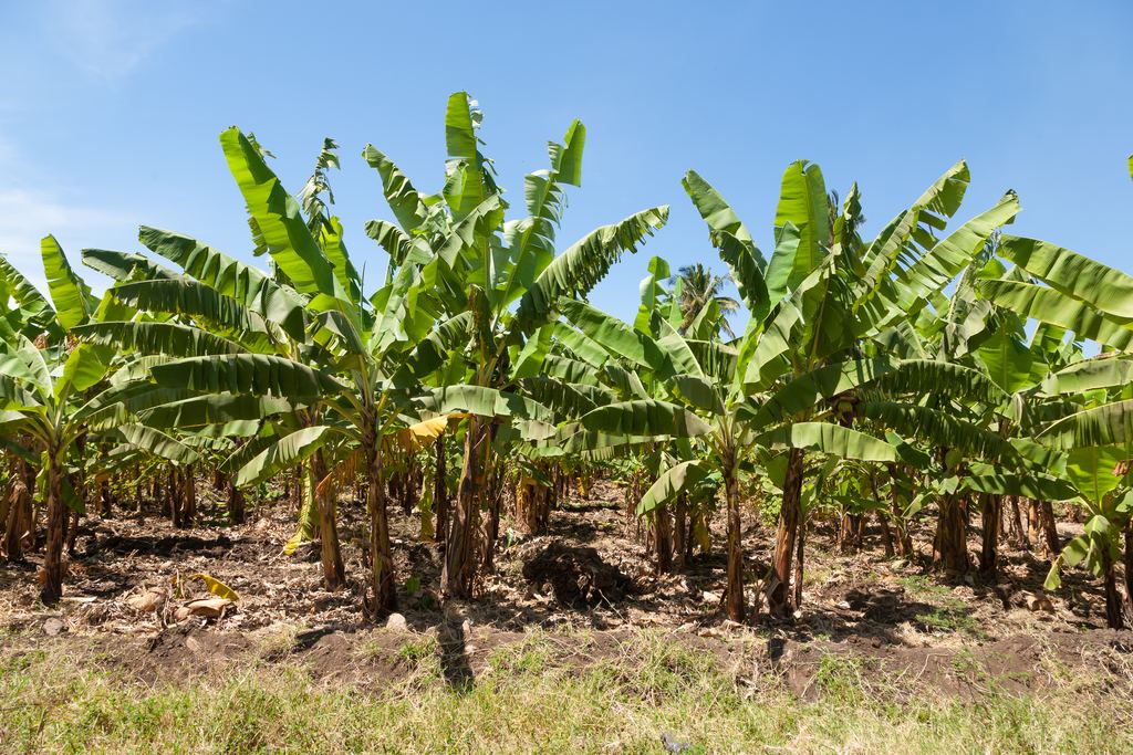 Rows of banana trees under blue sky on a plantation in northern Tanzania
