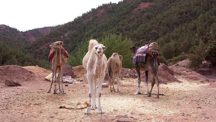 Ourika Valley Day Trip from Marrakech: Private or Shared Waterfall Hike and Artisans (4/12)