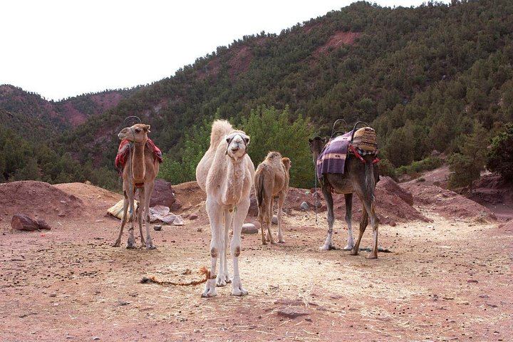 Ourika Valley Day Trip from Marrakech: Private or Shared Waterfall Hike and Artisans (4/12)