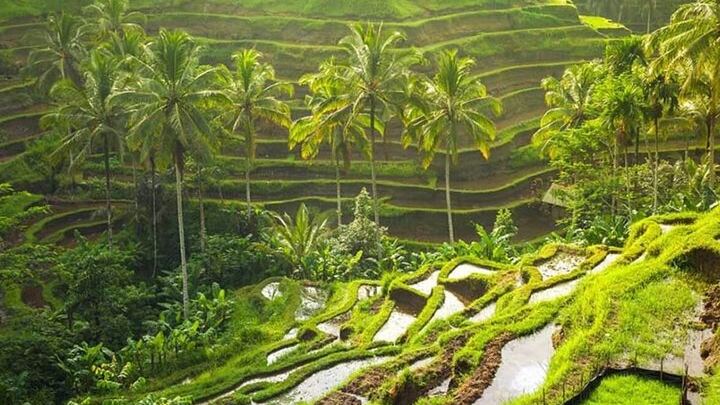 Private Ubud Day: Kanto Lampo, Tibumana, Tirta Empul Melukat and Tegalalang Terraces (3/9)