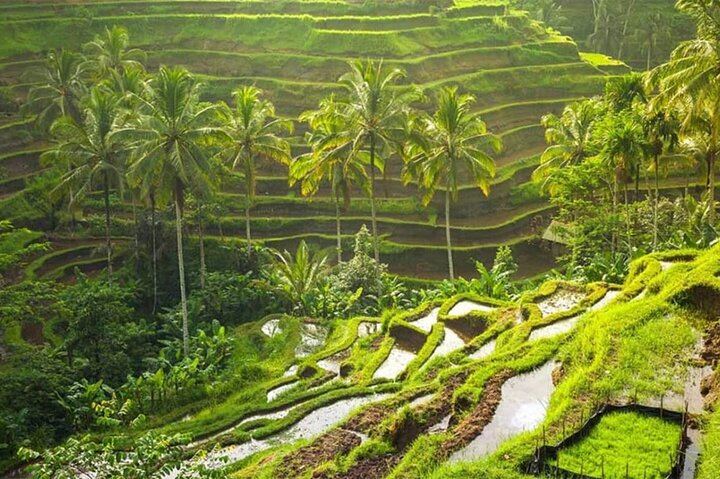 Private Ubud Day: Kanto Lampo, Tibumana, Tirta Empul Melukat and Tegalalang Terraces (3/9)