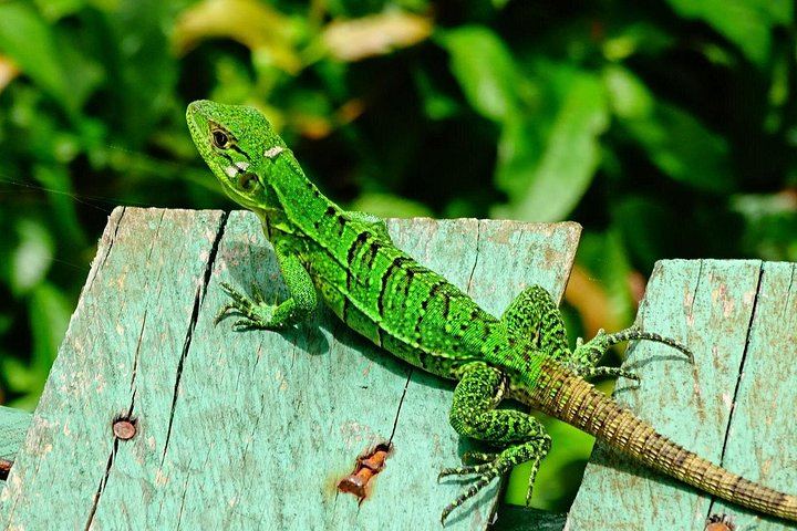Horseback, 180-Foot El Encanto Rappel and Zipline Day at Ocean Ranch Park, Jaco (3/12)