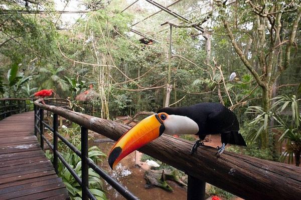 Brazilian Falls Package with Bird Park, Macuco Safari and Porto Canoas Lunch