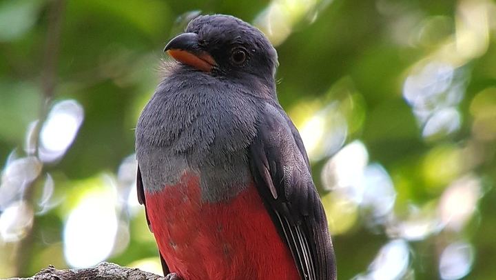 Private Arenal Day with Hanging Bridges, La Fortuna Waterfall, Volcano Hike and Lunch (2/12)
