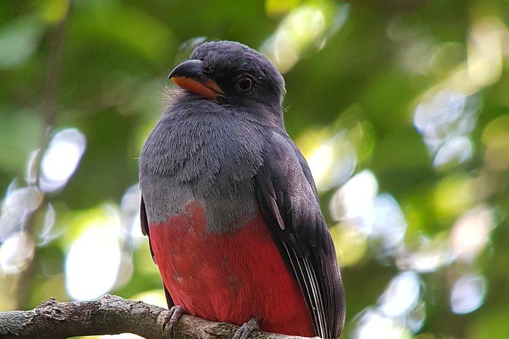Private Arenal Day with Hanging Bridges, La Fortuna Waterfall, Volcano Hike and Lunch (2/12)