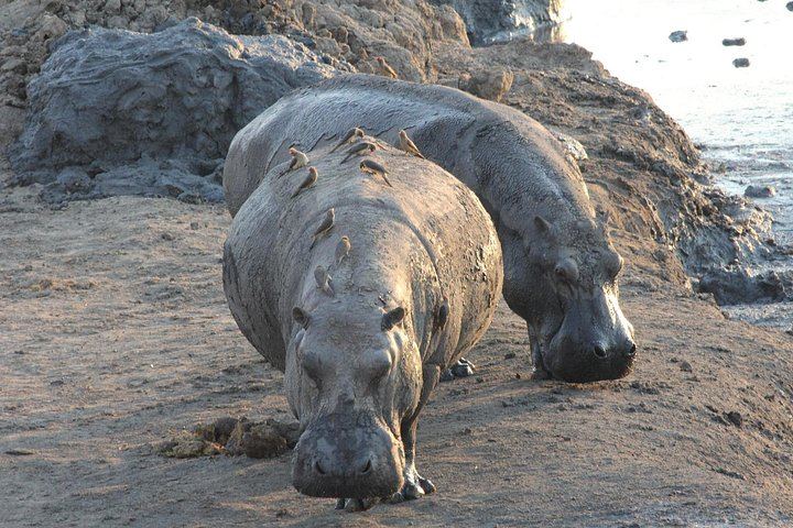 Victoria Falls and Hwange 5-Day Safari With Sunset Cruise and Full-Day Game Drive (5/6)