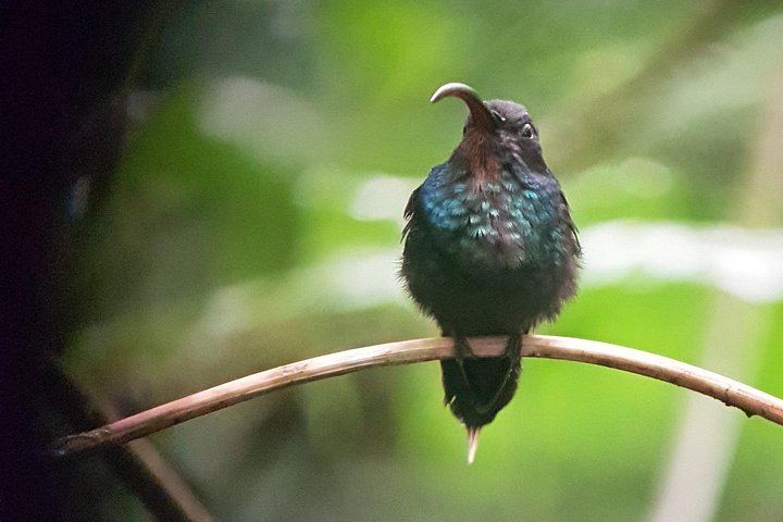 Private Arenal Day with Hanging Bridges, La Fortuna Waterfall, Volcano Hike and Lunch (5/12)